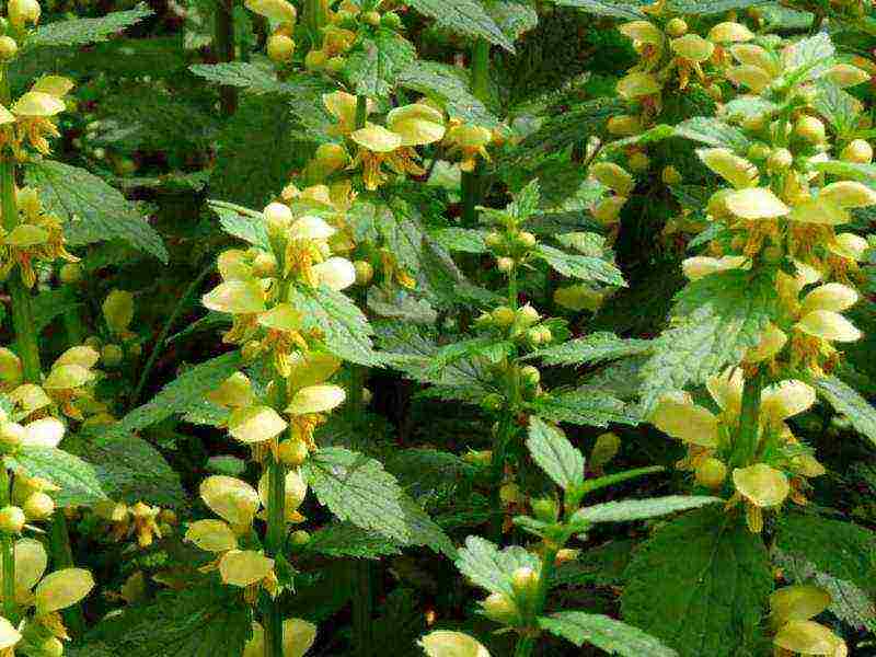 Yasnotka planting and care in the open field in the Urals