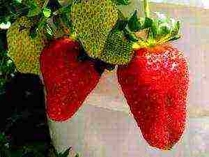 strawberry ampelnaya the best varieties