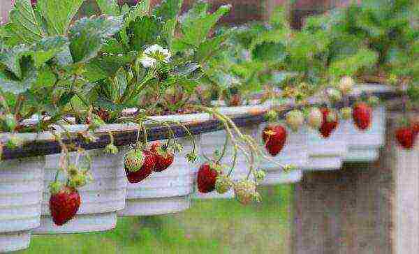 strawberry ampelnaya the best varieties