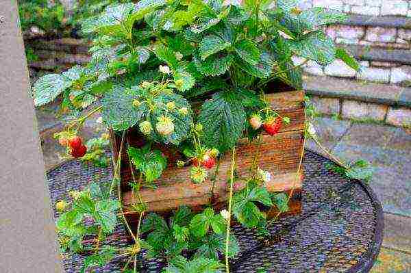 ampelnaya strawberry best varieties