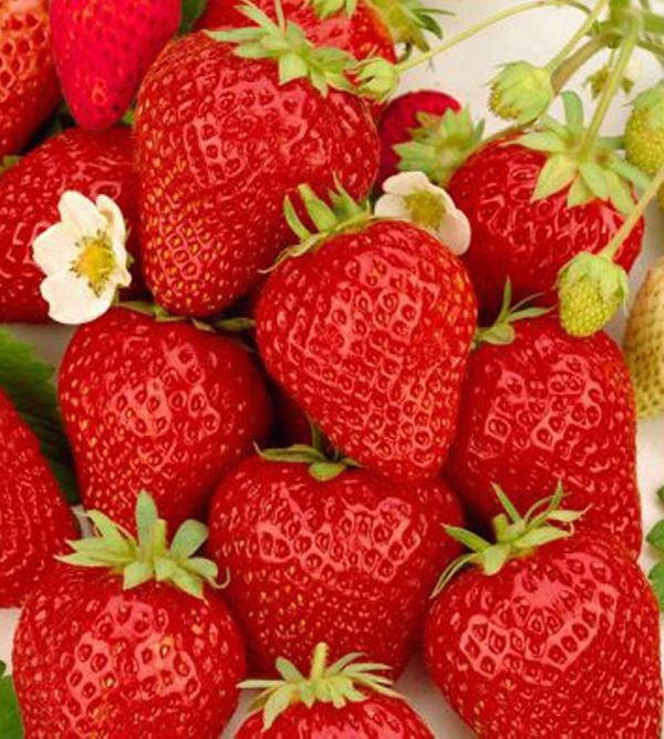 ampelnaya strawberry pinakamahusay na mga varieties