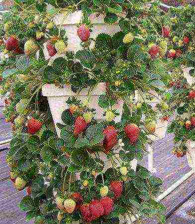 strawberry ampelnaya the best varieties