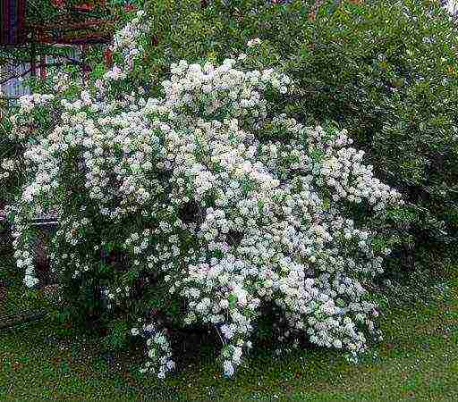 jasmine planting and care in the open field for beginners