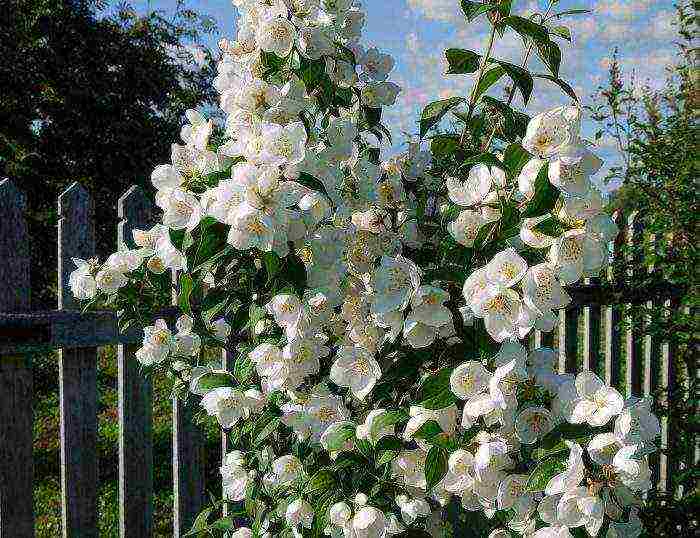 jasmine planting and care in the open field for beginners