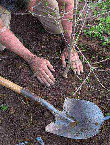 jasmine planting and care in the open field for beginners