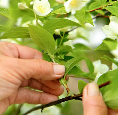 jasmine planting and care in the open field for beginners