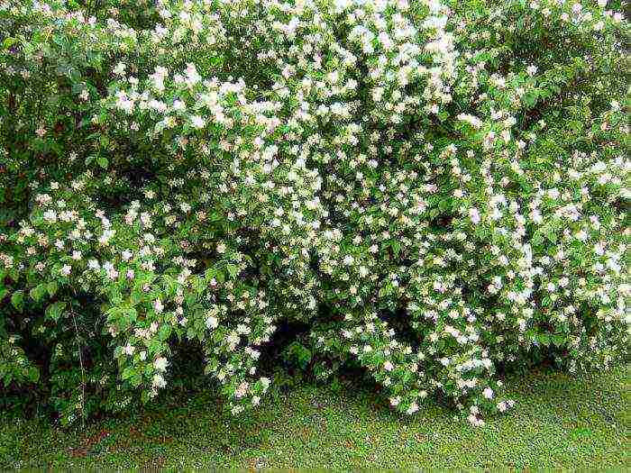 jasmine planting and care in the open field for beginners