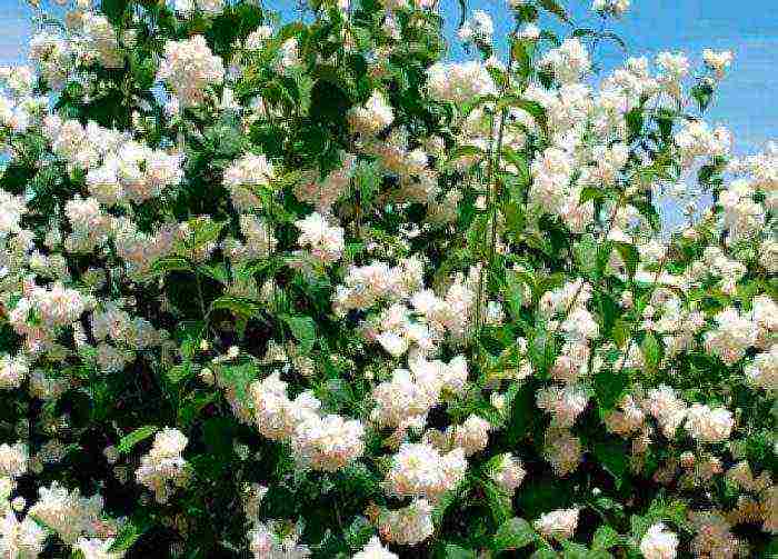 jasmine planting and care in the open field for beginners