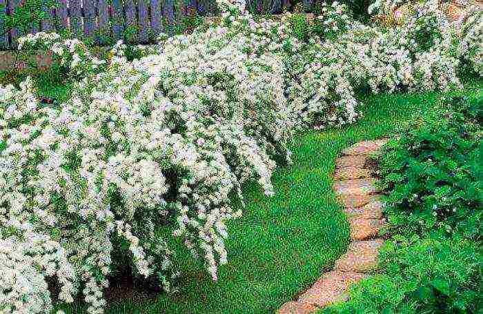 jasmine planting and care in the open field for beginners