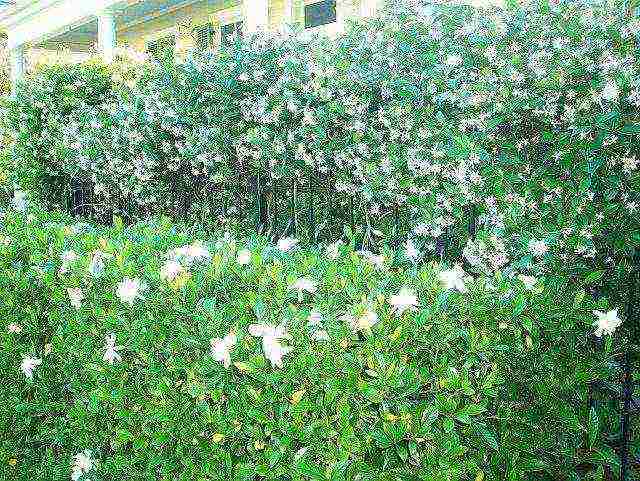 jasmine planting and care outdoors in the north