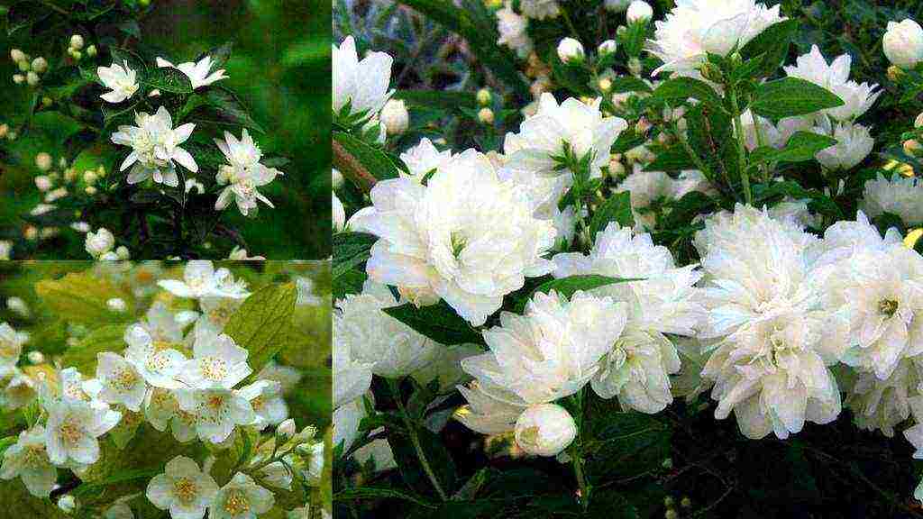 jasmine planting and care in an open ground in the Urals