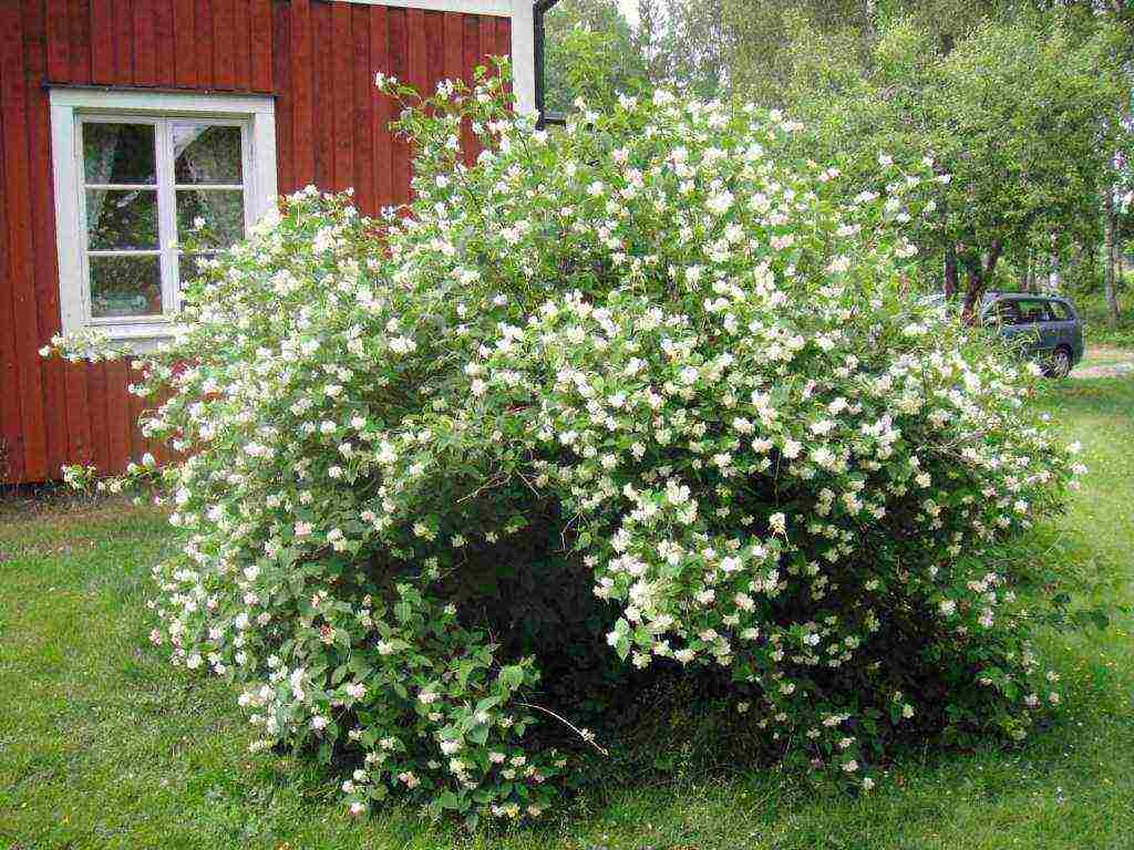 pagtatanim at pag-aalaga ng jasmine sa bukas na bukid sa Urals