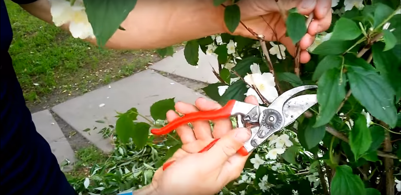 jasmine planting and care in an open ground in the Urals