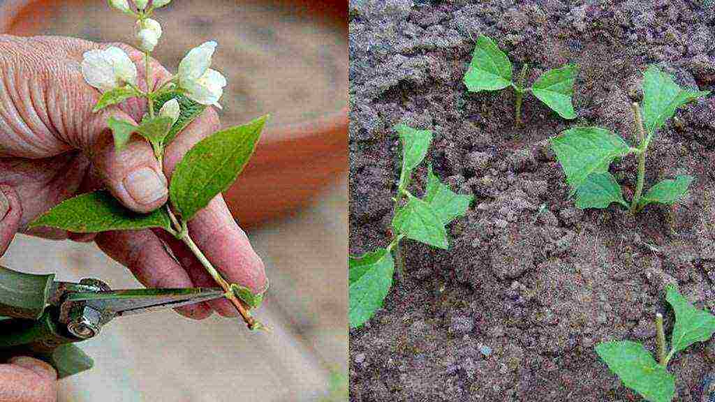 jasmine planting and care in an open ground in the Urals