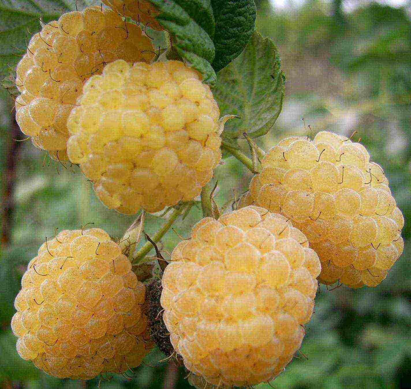 yellow raspberries best varieties