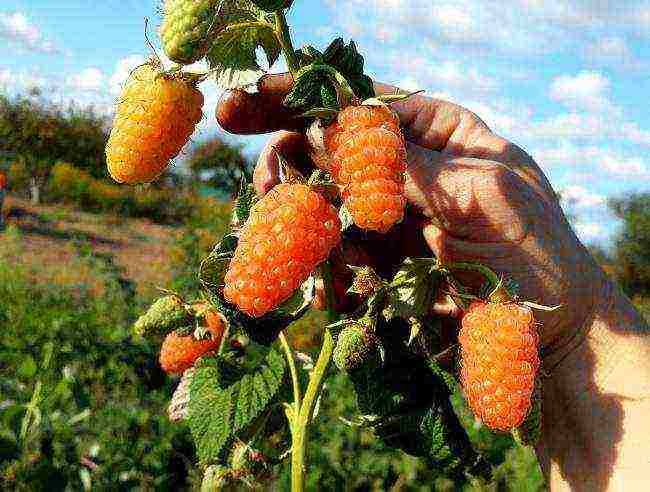 pinakamahusay na mga varieties ng dilaw na raspberry