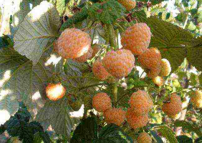 yellow raspberries best varieties