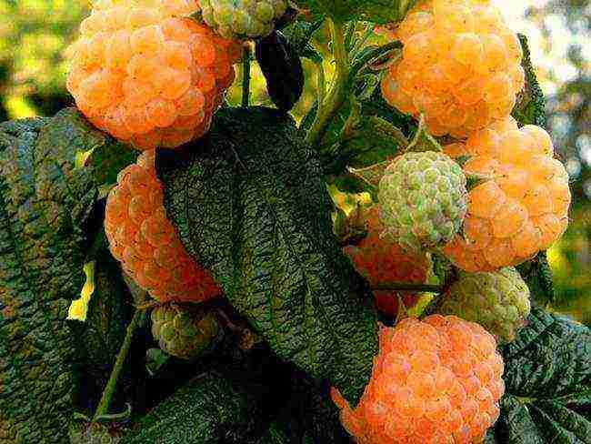 yellow raspberries best varieties