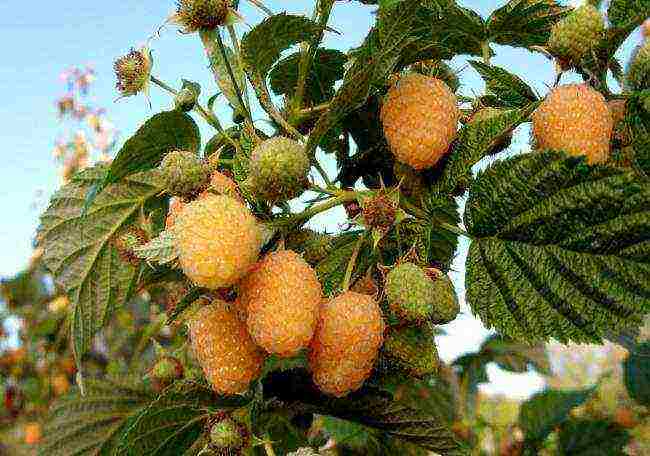 yellow raspberries best varieties