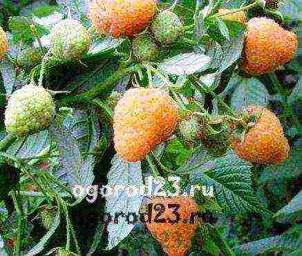 yellow raspberries best varieties