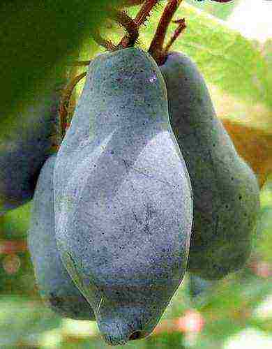 edible honeysuckle best varieties