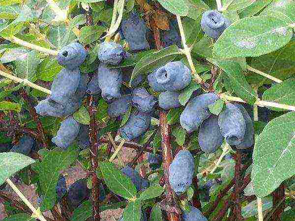 edible honeysuckle best varieties