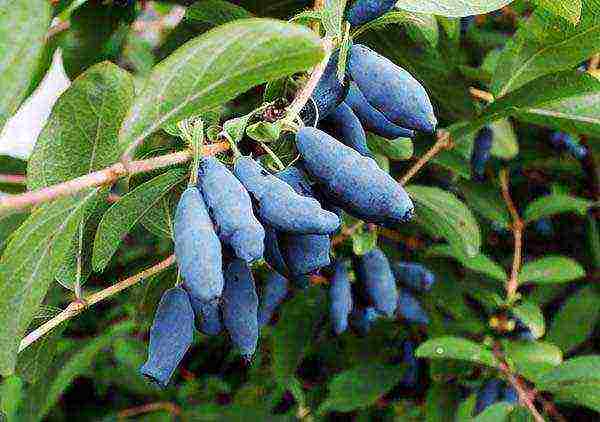 edible honeysuckle best varieties