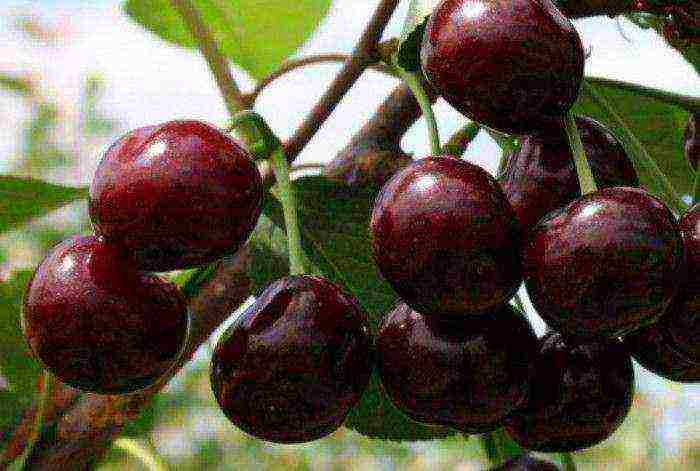 10 best varieties of cherries