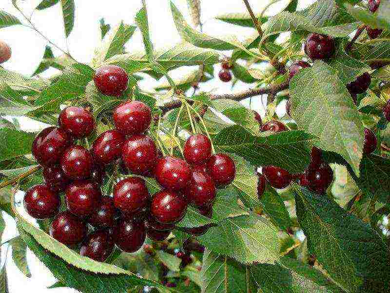 10 best varieties of cherries