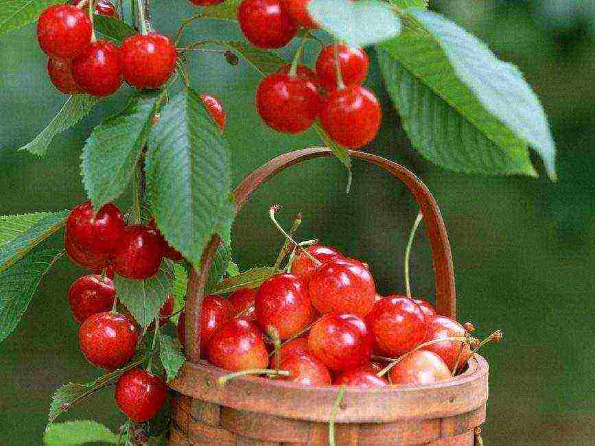 10 best varieties of cherries