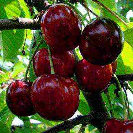 10 best varieties of cherries