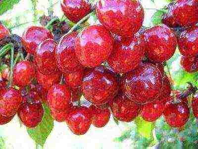 10 best varieties of cherries