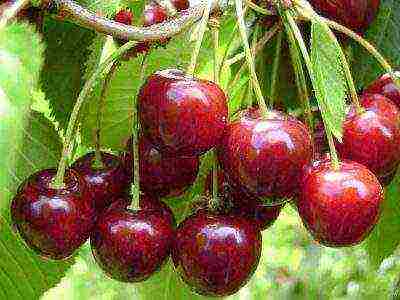 10 best varieties of cherries