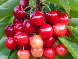 10 best varieties of cherries