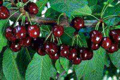 10 best varieties of cherries