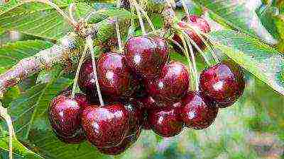 10 best varieties of cherries