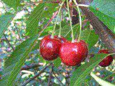 10 best varieties of cherries