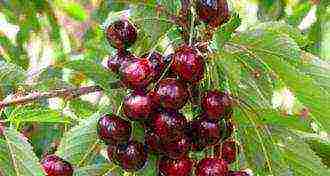 10 best varieties of cherries