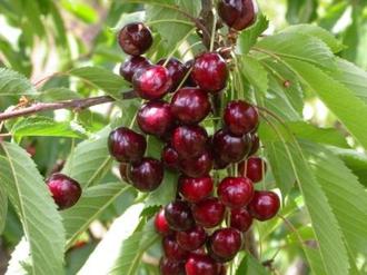 10 best varieties of cherries