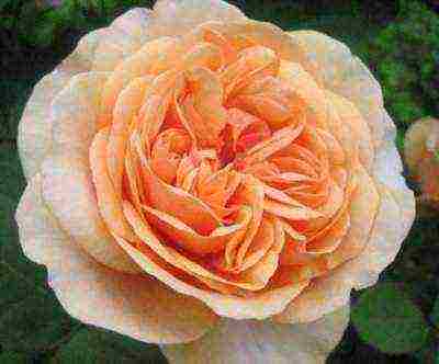 10 best varieties of roses