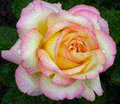 10 best varieties of roses