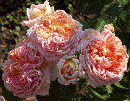 10 best varieties of roses