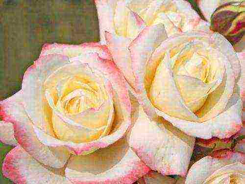 10 best varieties of roses