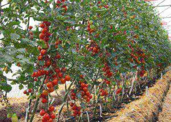 Nangungunang 10 Mga Pagkakaiba-iba ng Tomato