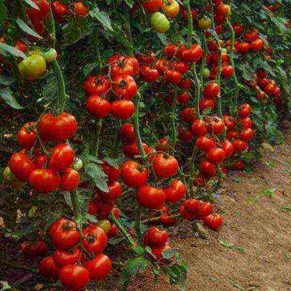 Nangungunang 10 Mga Pagkakaiba-iba ng Tomato