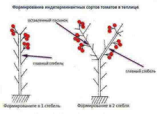 Top 10 Tomato Varieties