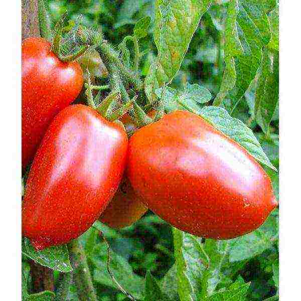 Top 10 Tomato Varieties