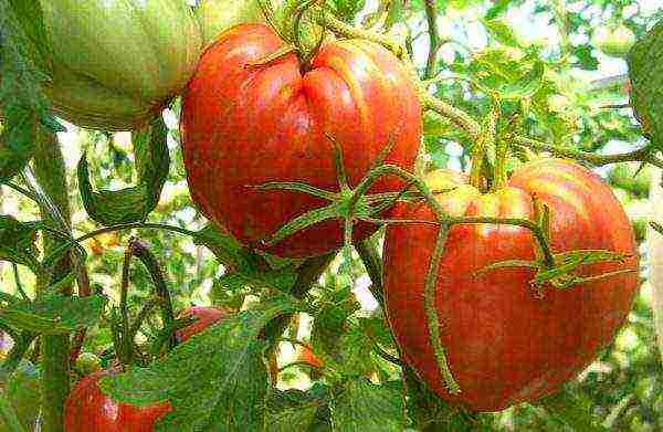 Top 10 Tomato Varieties