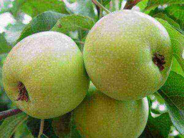 10 varieties of the best apple trees