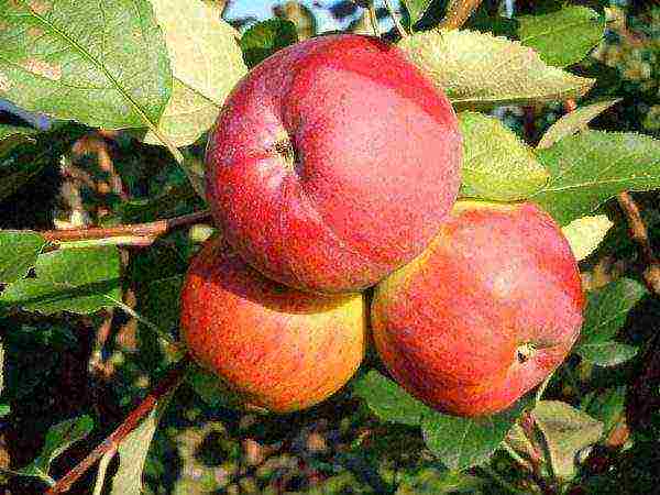 10 varieties of the best apple trees